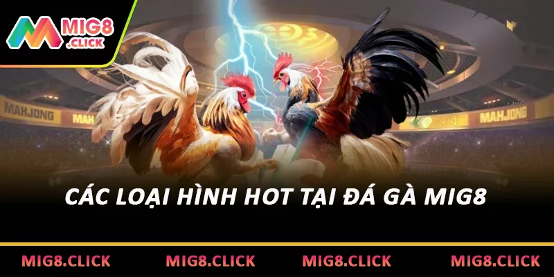 Các loại hình hot tại đá gà MIG8 